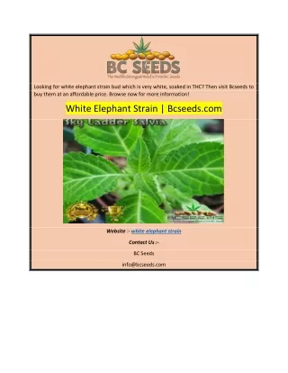 looking for white elephant strain bud which