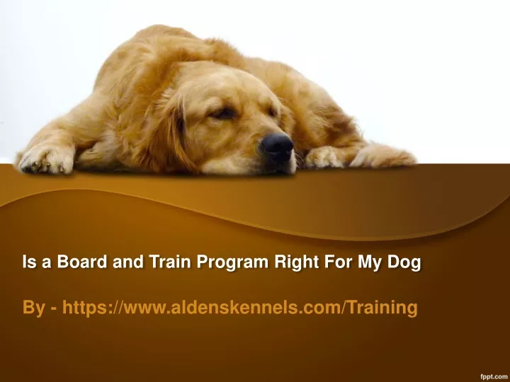 is a board and train program right for my dog