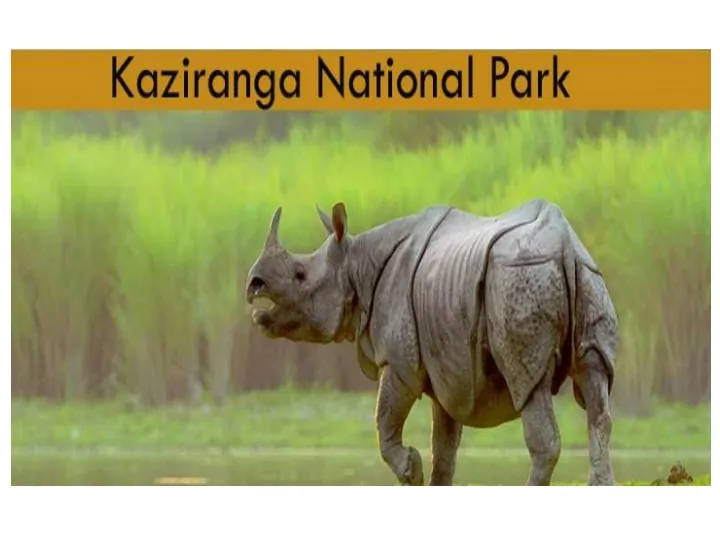 make a presentation on kaziranga national park