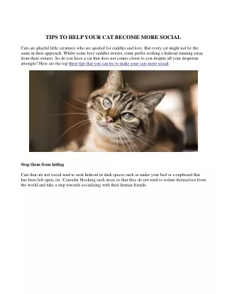 TIPS TO HELP YOUR CAT BECOME MORE SOCIAL