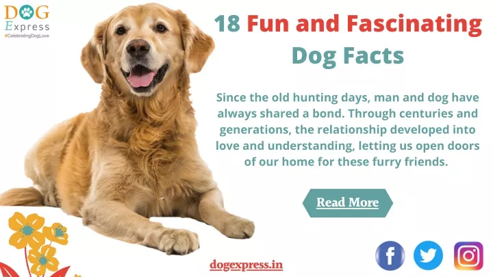 18 fun and fascinating dog facts