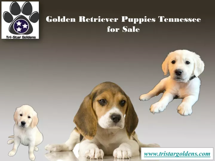 golden retriever puppies tennessee for sale