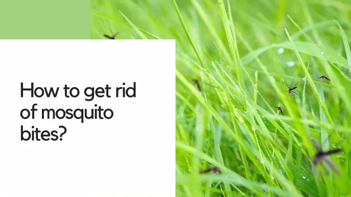 how to get rid of mosquito bites
