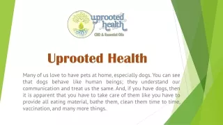 Large Pets CBD Oil | CBD Uprooted Health