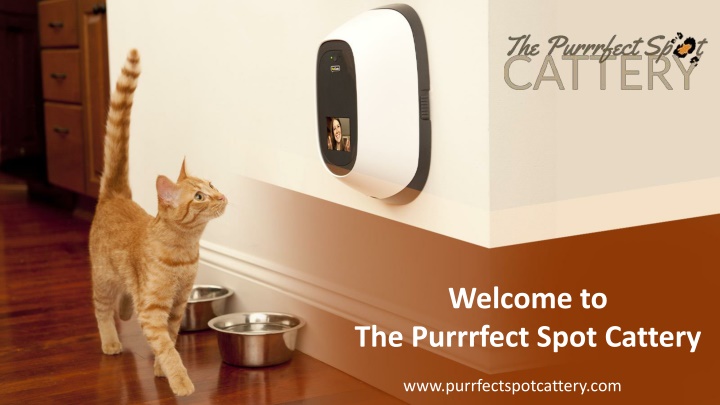 welcome to the purrrfect spot cattery