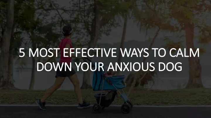 5 most effective ways to calm down your anxious dog