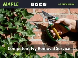 Competent Ivy Removal Service