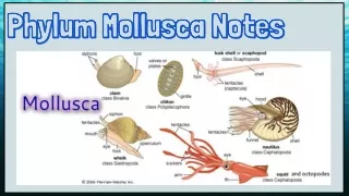 phylum mollusca notes