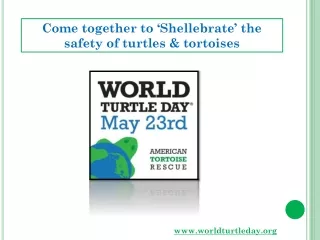 Come together to Shellebrate the safety of turtles and tortoises