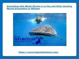 Snorkeling with Whale Sharks in La Paz