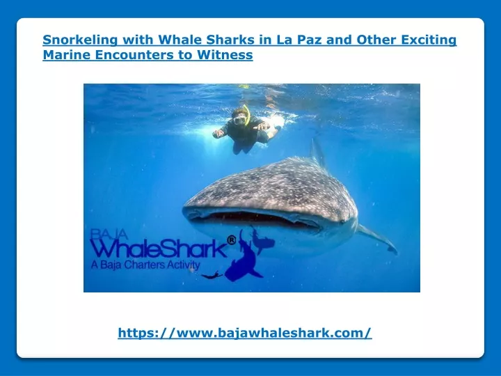 snorkeling with whale sharks in la paz and other