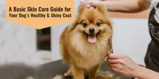 Guide to Make Your Dog & Coat Shiny & Healthy