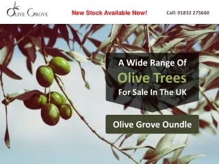 A Wide Range Of Olive Trees For Sale In The UK