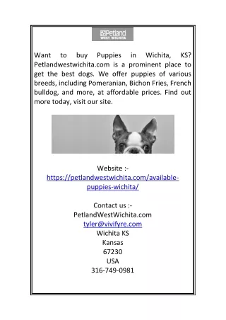 Puppies in Wichita KS  Petlandwestwichita.com (1)