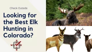 Elk Hunting in Colorado