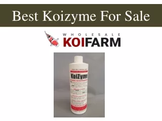 best koizyme for sale