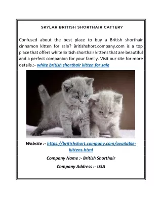 White British Shorthair Kitten for Sale | Britishshort.company.com