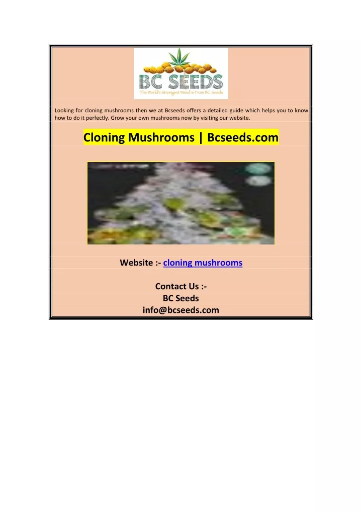 looking for cloning mushrooms then we at bcseeds