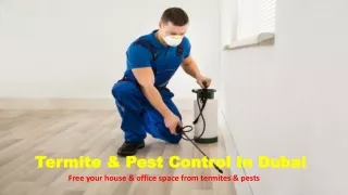 pest control ras al khaimah | pest control in rak