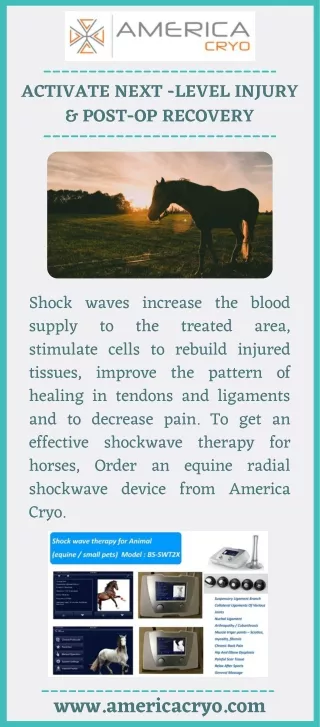 Shockwave Therapy for Horses