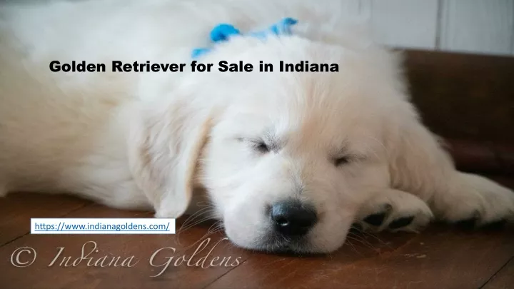 golden retriever for sale in indiana