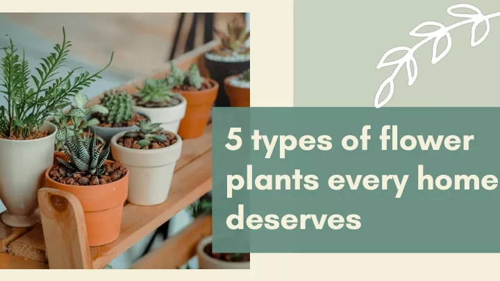5 types of flower plants every home deserves