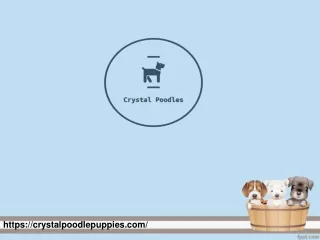 Teacup Poodle Puppies for sales | Find Crystal Poodle Puppies Near Me