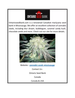 Cannabis Seeds Mississauga | Ontarioseedbank.com