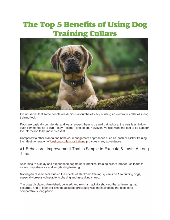 the top 5 benefits of using dog training collars