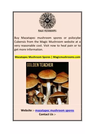 buy mazatapec mushroom spores or psilocybe