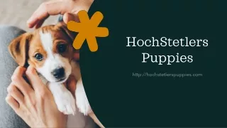Want to buy a puppy dog near me California - Consult HochStetlers Puppies today!