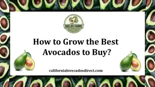 How to Grow the Best Avocados to Buy