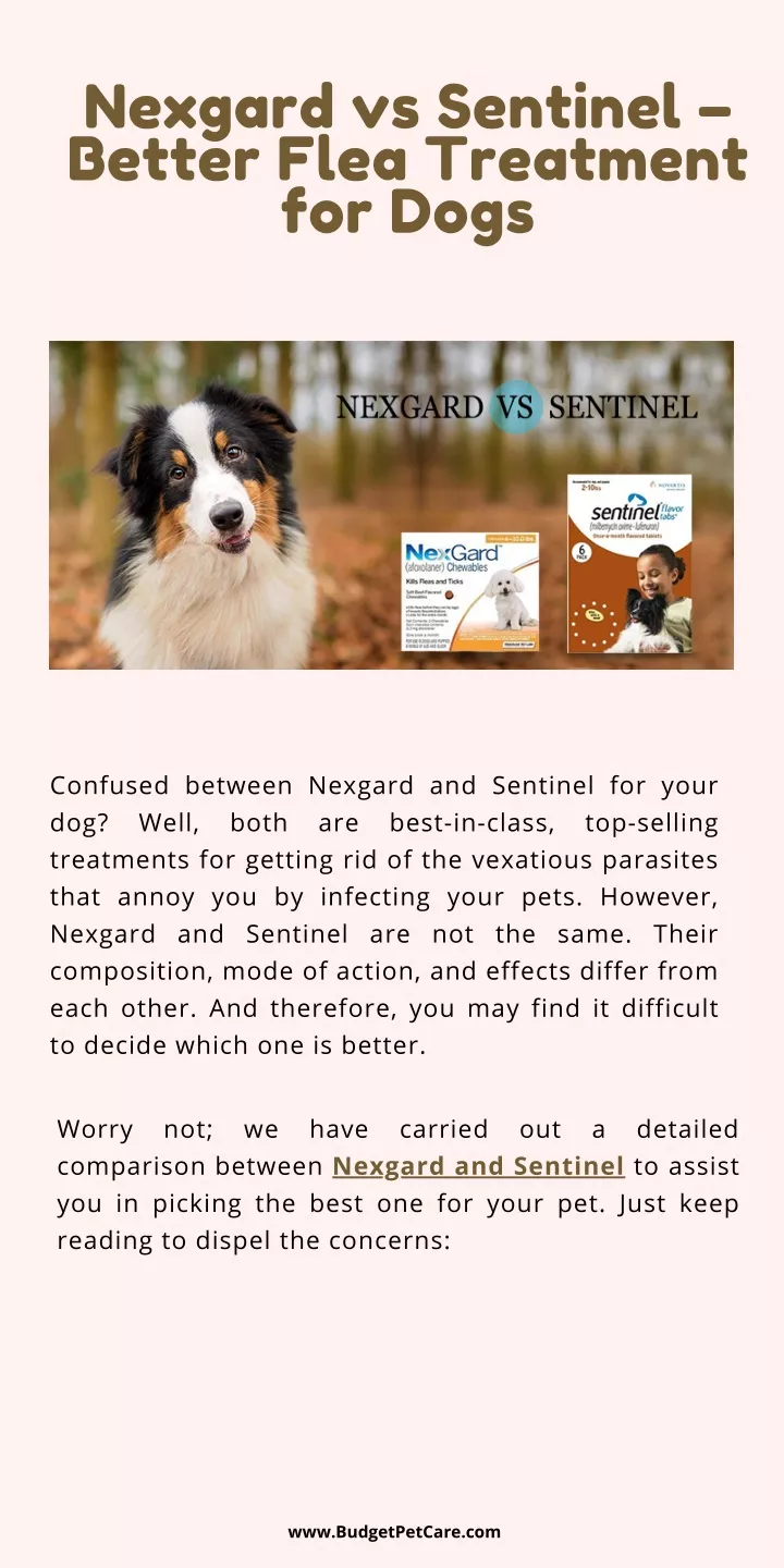 nexgard vs sentinel better flea treatment for dogs