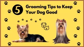 5 Grooming Tips to Keep Your Dog Good