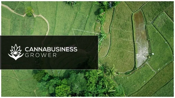 Marijuana SEO for CBD Companies and weed Dispensary