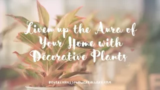 Liven up the Aura of Your Home with Decorative Plants