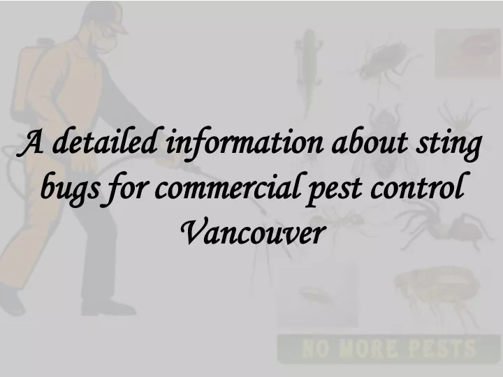 a detailed information about sting bugs for commercial pest control vancouver