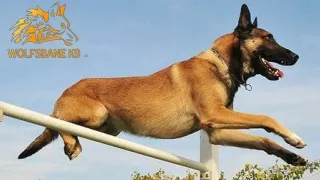 Belgian Malinois Dogs For Home