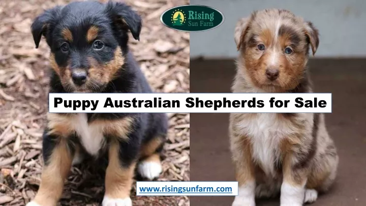 puppy australian shepherds for sale