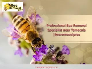 Professional Bee Removal Specialist near Temecula -  beeremovalpros