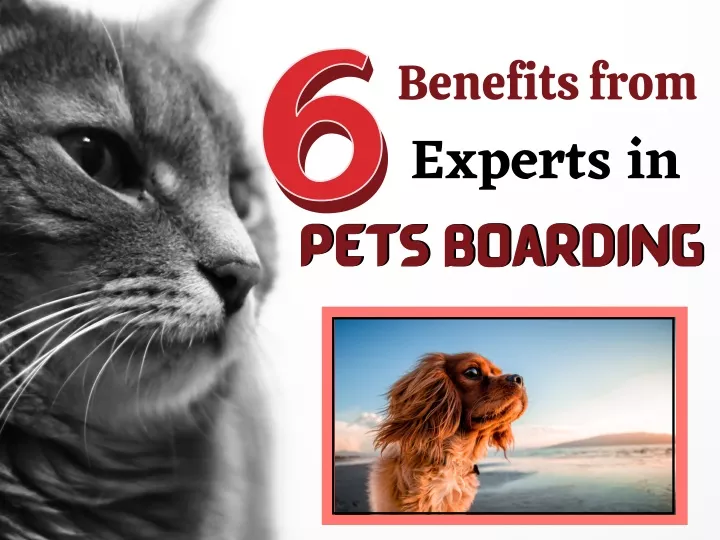 benefits from experts in pets boarding pets