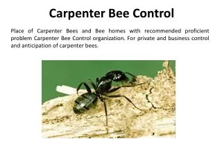 carpenter bee control