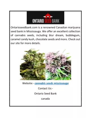 Cannabis Seeds Mississauga | Ontarioseedbank.com