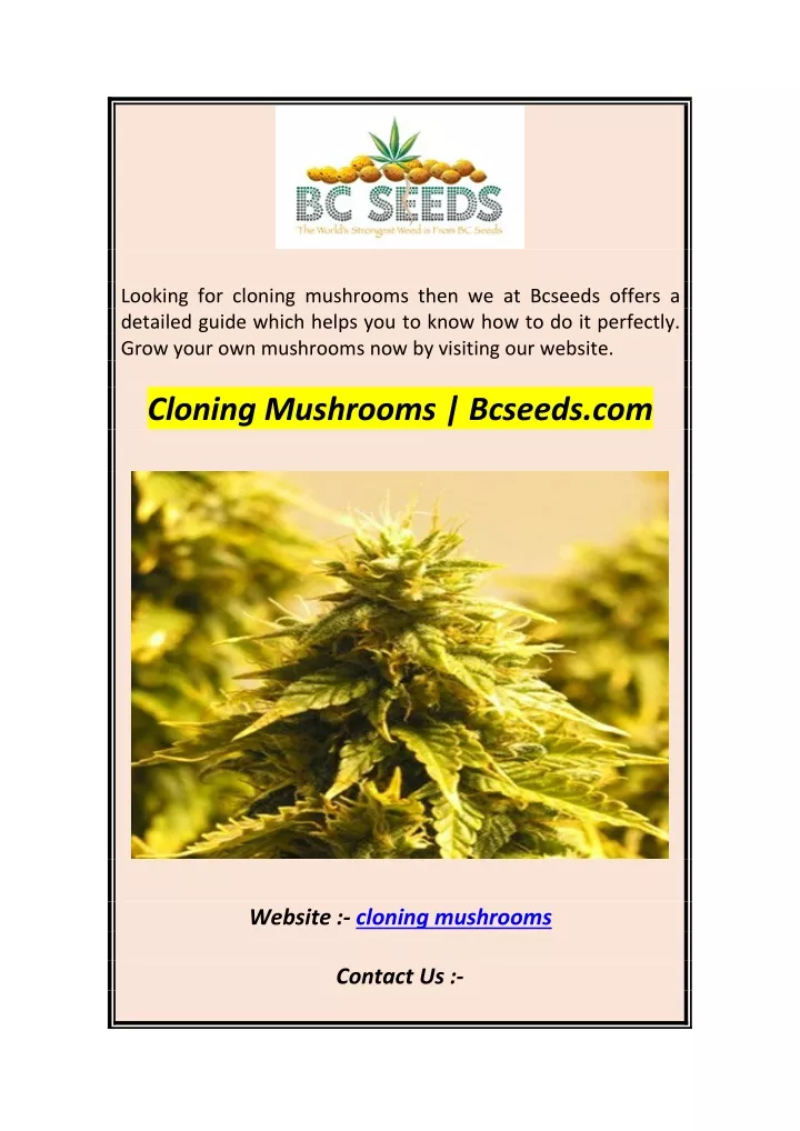 looking for cloning mushrooms then we at bcseeds