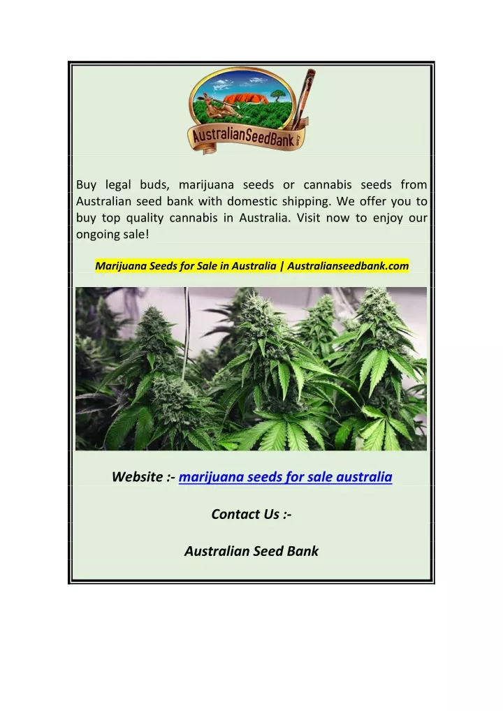 buy legal buds marijuana seeds or cannabis seeds
