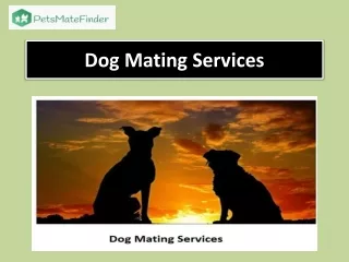 Dog Mating Services in USA