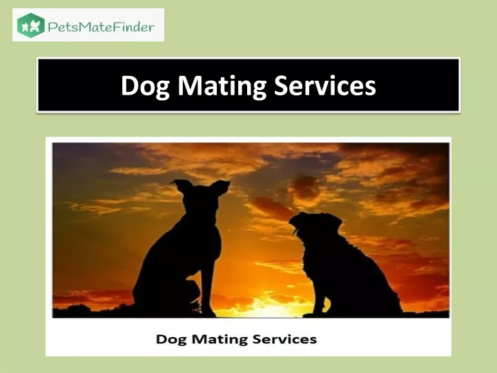 dog mating services