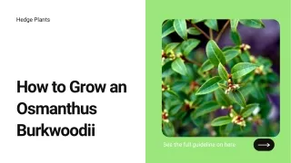 How to Grow an Osmanthus Burkwoodii