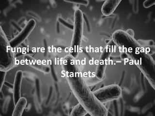 Fungi are the cells that fill the gap between life and death.– Paul Stamets