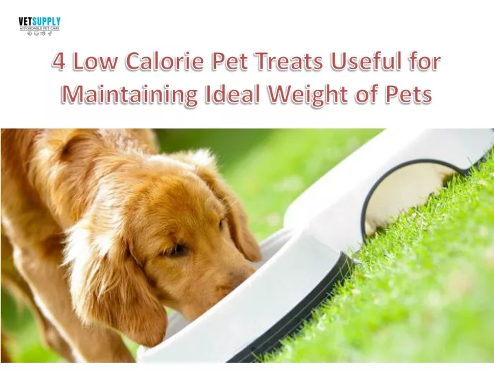 4 low calorie pet treats useful for maintaining
